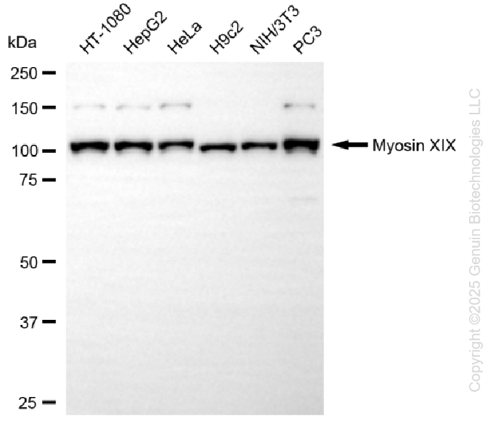 KD-Validated Anti-Myosin XIX Rabbit Monoclonal Antibody ABG1406