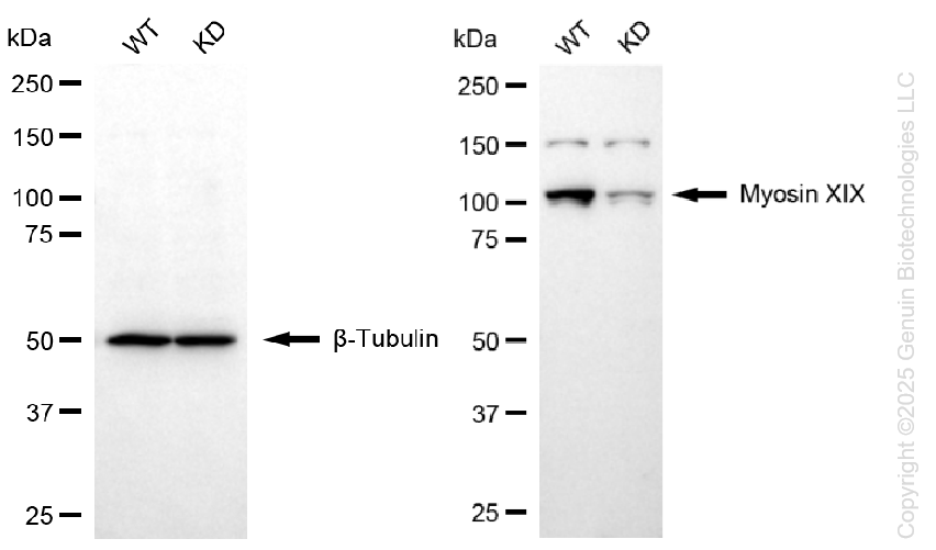 KD-Validated Anti-Myosin XIX Rabbit Monoclonal Antibody ABG1406