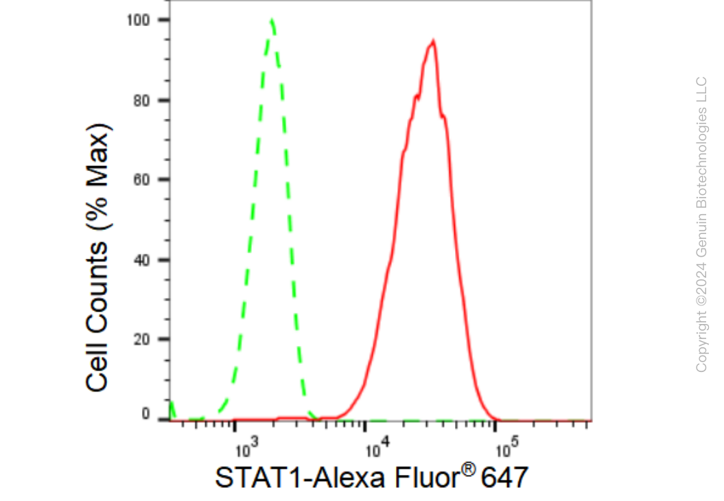 KD-Validated Anti-STAT1 Rabbit Monoclonal Antibody ABG1408