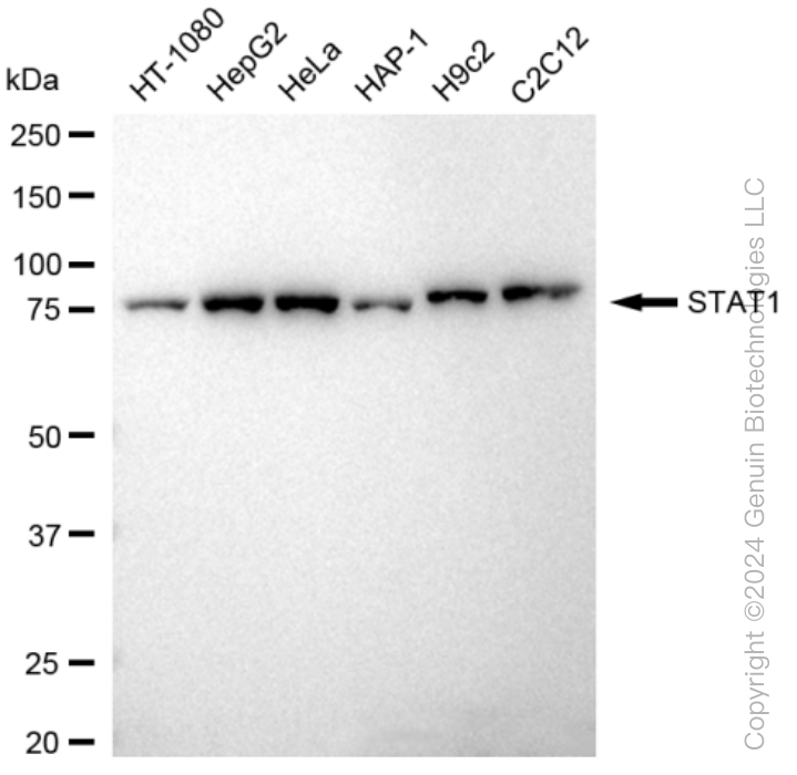 KD-Validated Anti-STAT1 Rabbit Monoclonal Antibody ABG1408