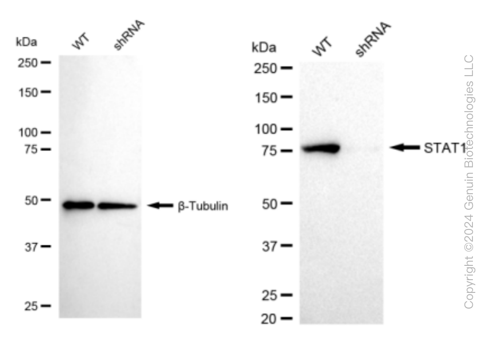 KD-Validated Anti-STAT1 Rabbit Monoclonal Antibody ABG1408
