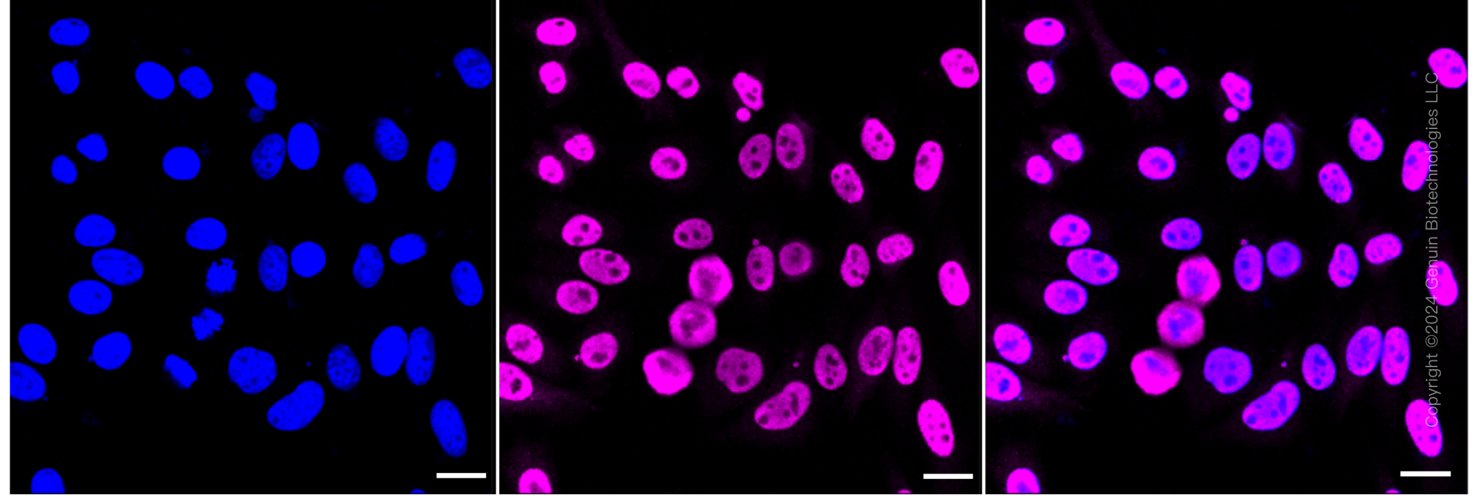 KD-Validated Anti-Phospho-STAT1 (S727) Rabbit Monoclonal Antibody ABG1409