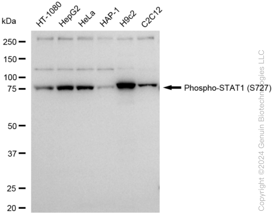 KD-Validated Anti-Phospho-STAT1 (S727) Rabbit Monoclonal Antibody ABG1409