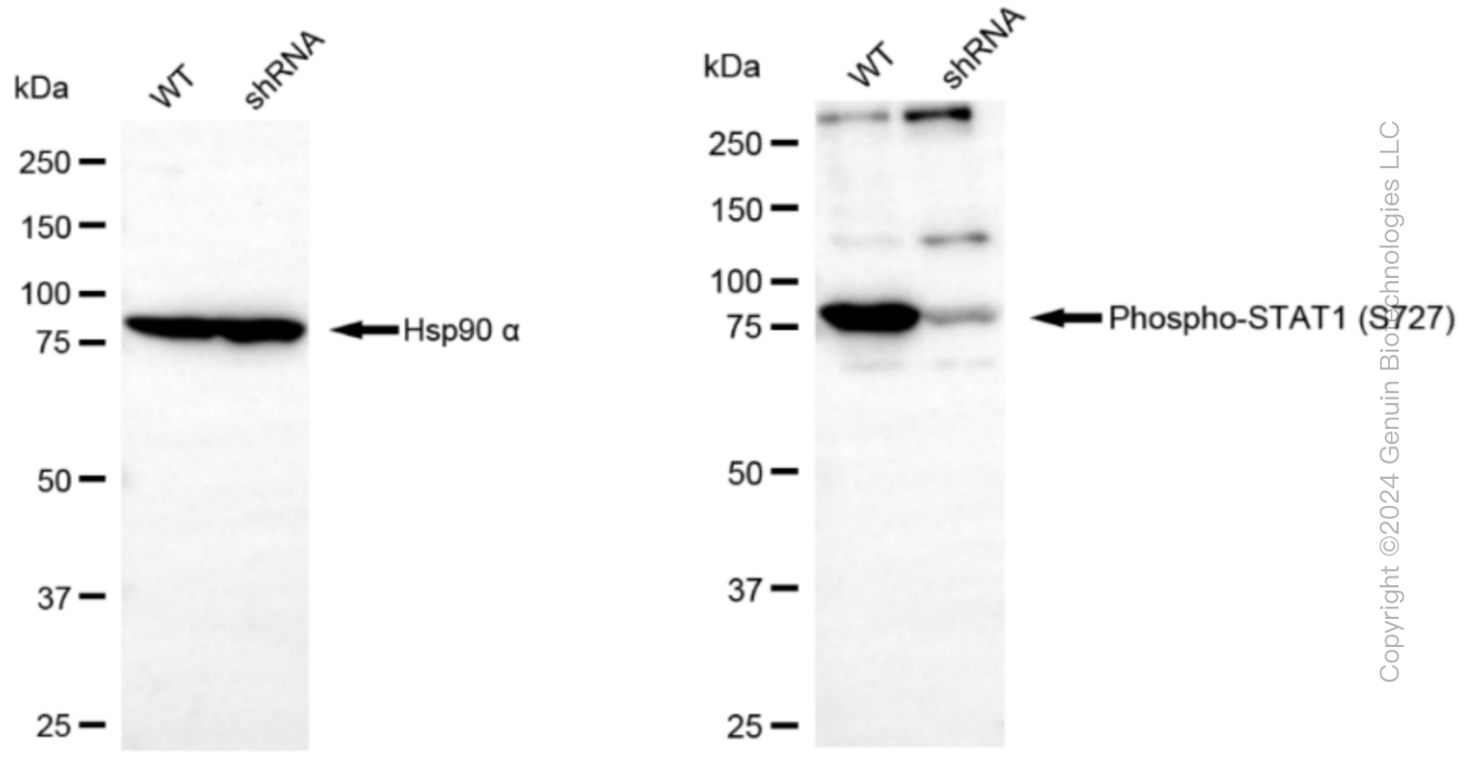 KD-Validated Anti-Phospho-STAT1 (S727) Rabbit Monoclonal Antibody ABG1409