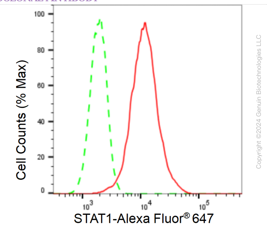 KD-Validated Anti-STAT1 Rabbit Monoclonal Antibody ABG1410