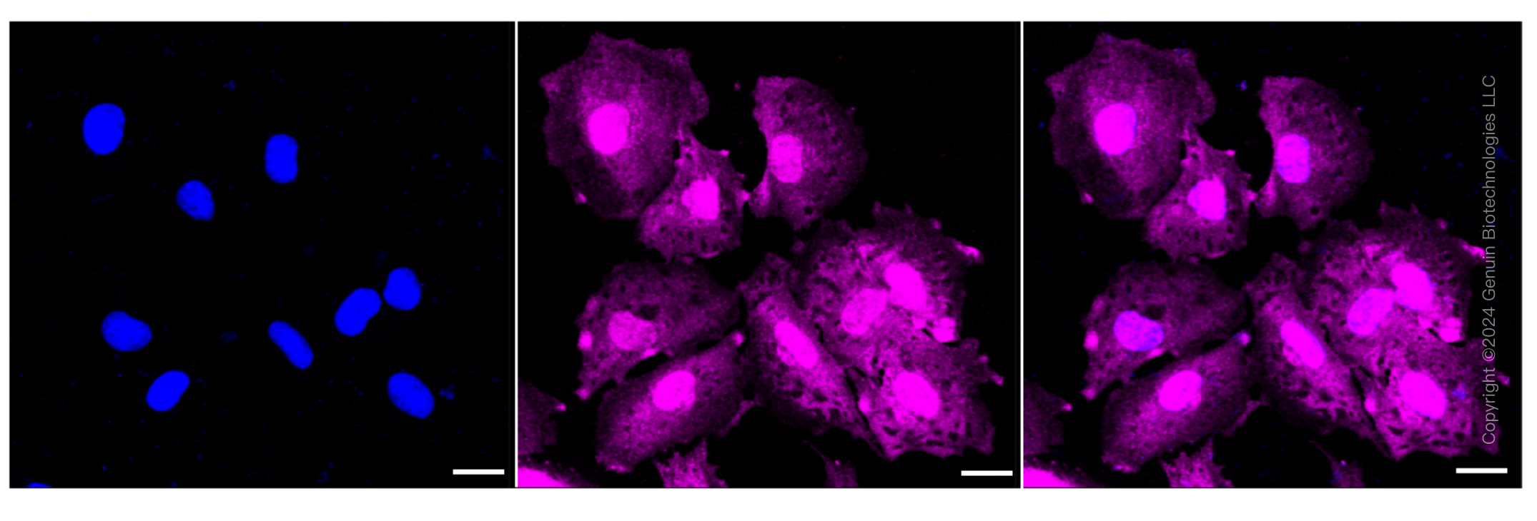 KD-Validated Anti-STAT1 Rabbit Monoclonal Antibody ABG1410