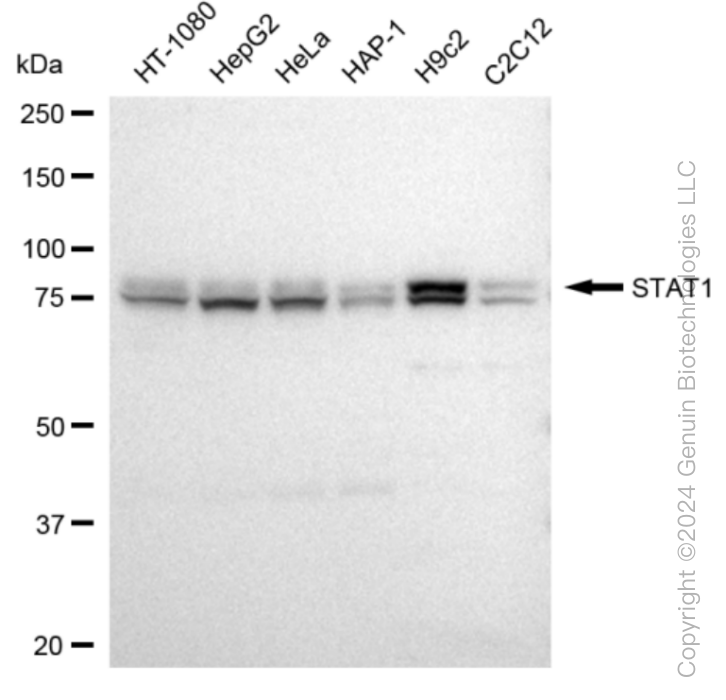 KD-Validated Anti-STAT1 Rabbit Monoclonal Antibody ABG1410