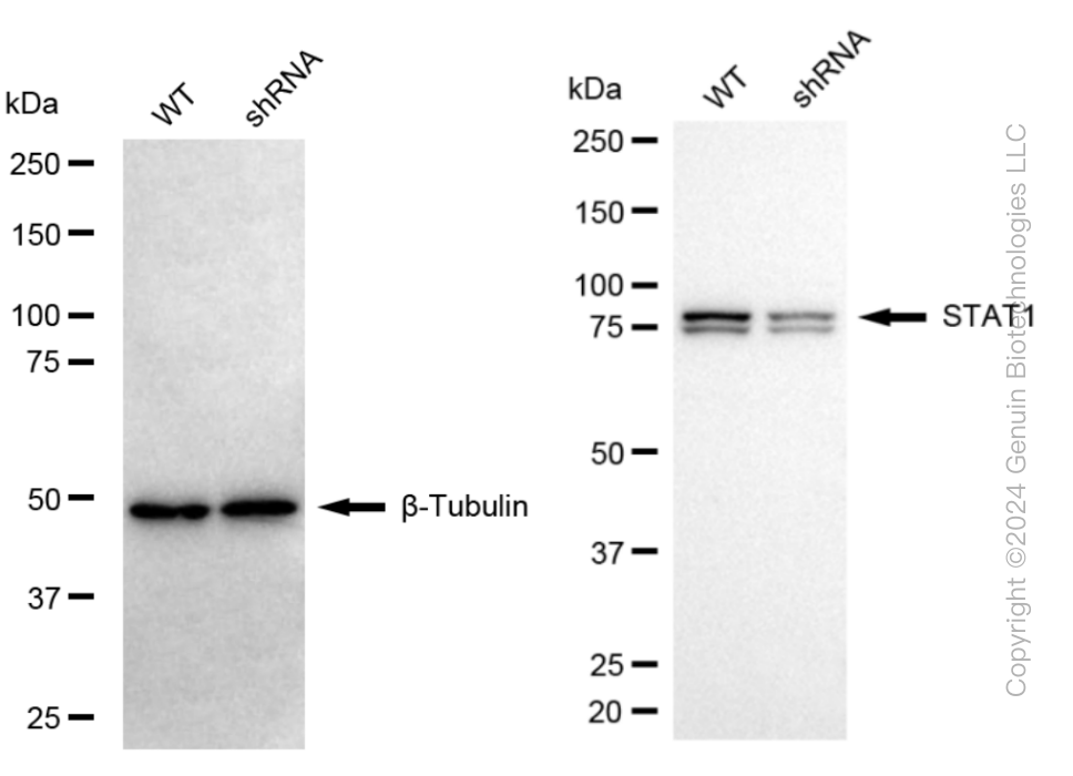 KD-Validated Anti-STAT1 Rabbit Monoclonal Antibody ABG1410