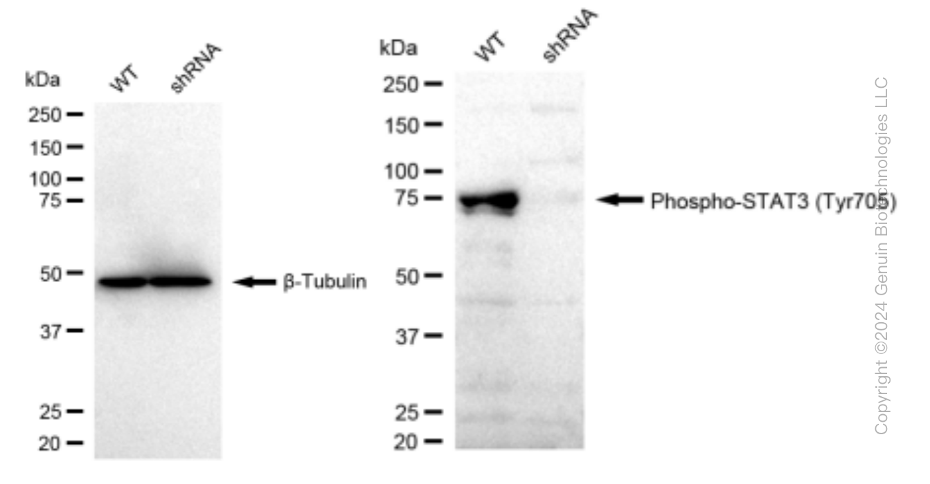 KD-Validated Anti-Phospho-STAT3 (Tyr705) Rabbit Monoclonal Antibody ABG1411