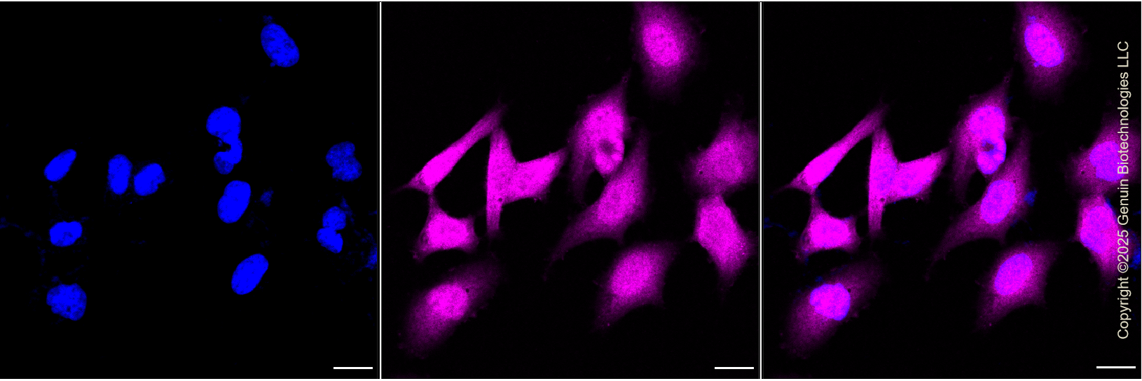 KD-Validated Anti-Cyclin Dependent Kinase Inhibitor 2A Rabbit Monoclonal Antibody ABG1412