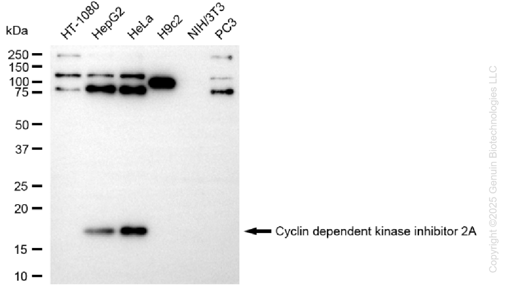 KD-Validated Anti-Cyclin Dependent Kinase Inhibitor 2A Rabbit Monoclonal Antibody ABG1412