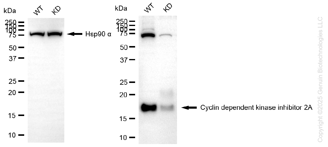 KD-Validated Anti-Cyclin Dependent Kinase Inhibitor 2A Rabbit Monoclonal Antibody ABG1412
