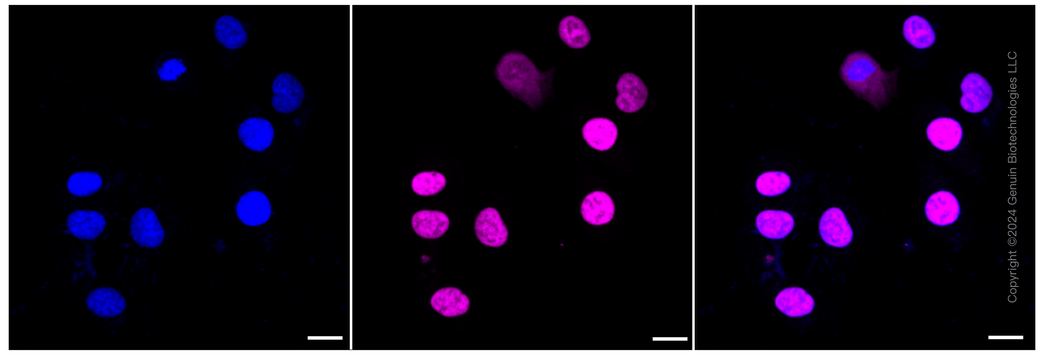 KD-Validated Anti-SUPT5H Rabbit Monoclonal Antibody ABG1413