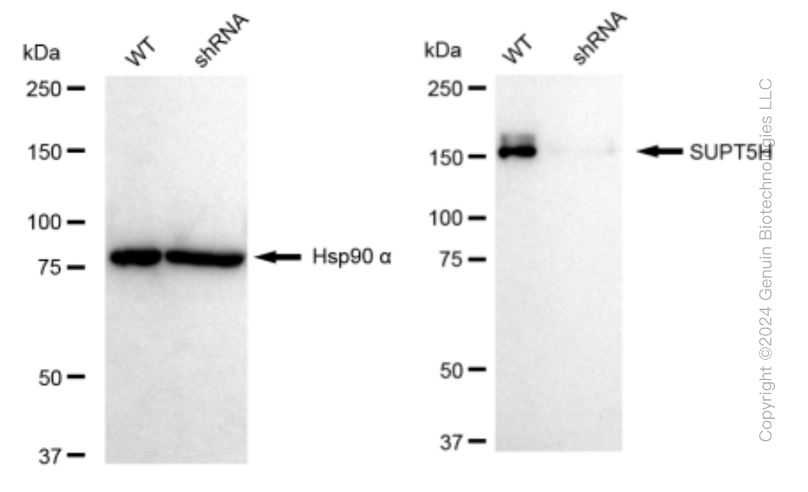 KD-Validated Anti-SUPT5H Rabbit Monoclonal Antibody ABG1413