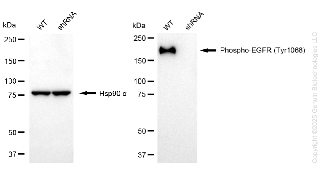 KD-Validated Anti-Phospho-EGFR (Tyr1068) Rabbit Monoclonal Antibody ABG1414