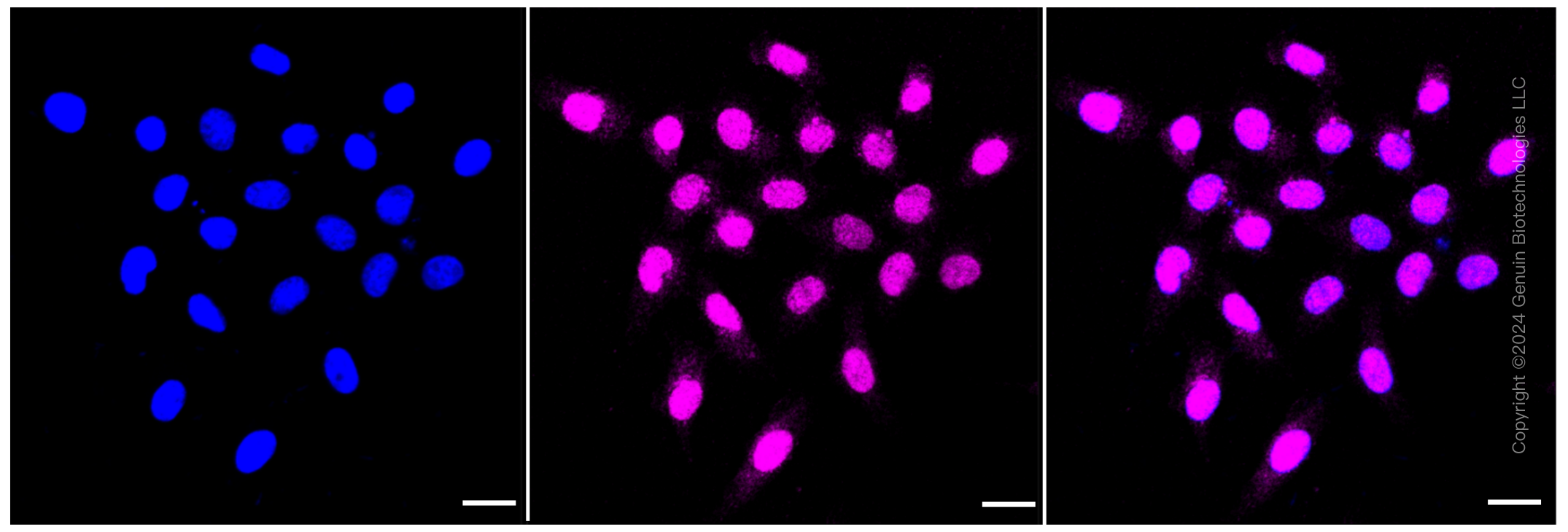 KD-Validated Anti-Tripartite motif containing 24 Rabbit Monoclonal Antibody ABG1415