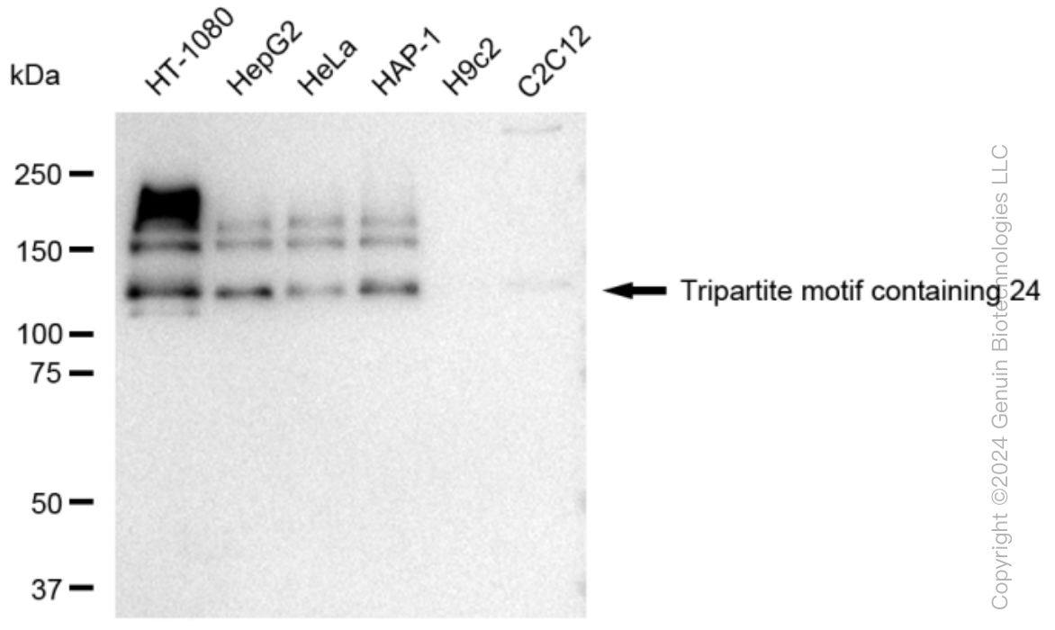 KD-Validated Anti-Tripartite motif containing 24 Rabbit Monoclonal Antibody ABG1415