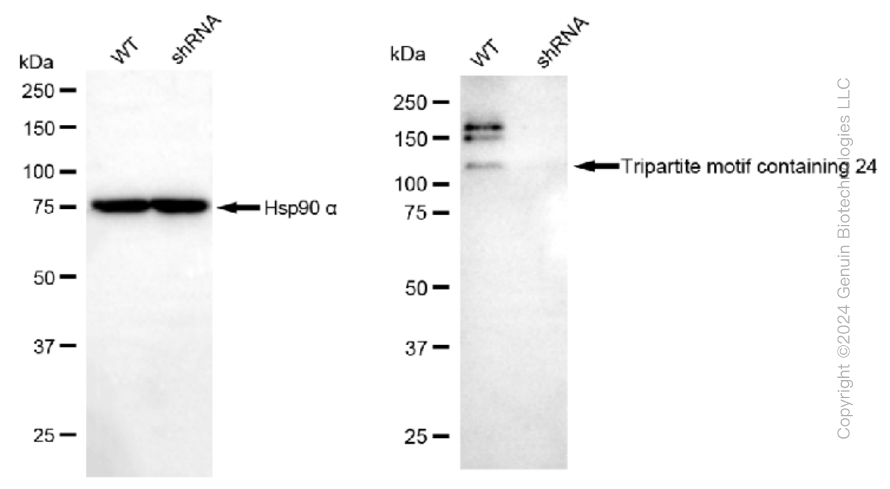 KD-Validated Anti-Tripartite motif containing 24 Rabbit Monoclonal Antibody ABG1415
