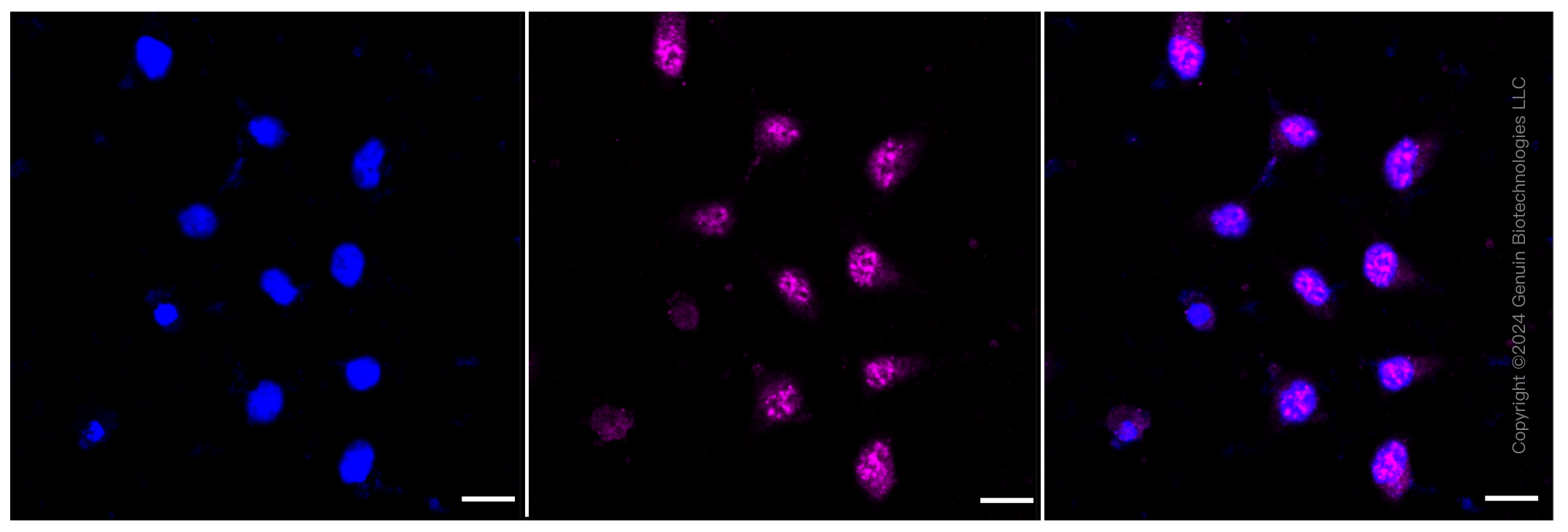 KD-Validated Anti-UFC1 Rabbit Monoclonal Antibody ABG1416
