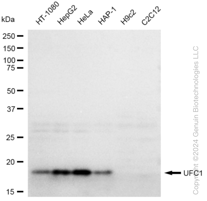 KD-Validated Anti-UFC1 Rabbit Monoclonal Antibody ABG1416