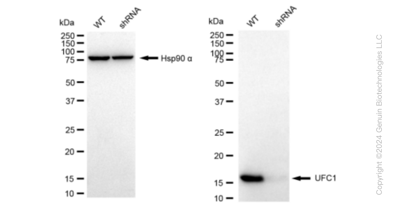 KD-Validated Anti-UFC1 Rabbit Monoclonal Antibody ABG1416