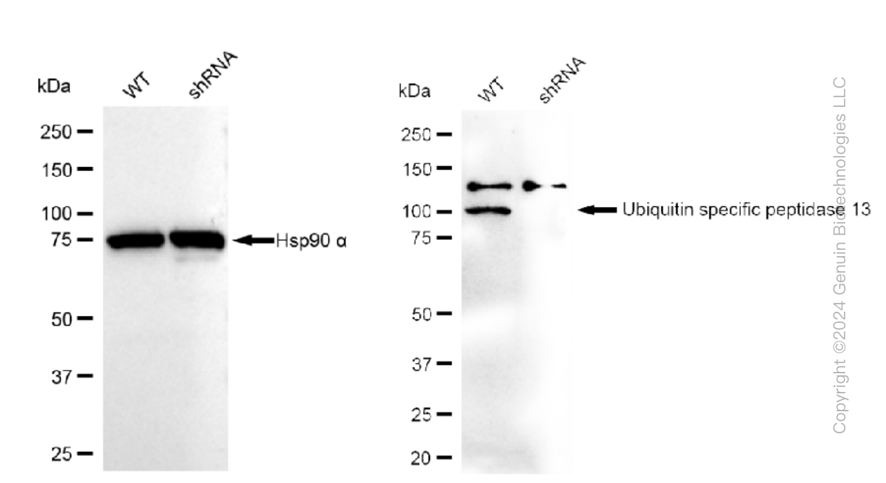 KD-Validated Anti-Ubiquitin specific peptidase 13 Rabbit Monoclonal Antibody ABG1417