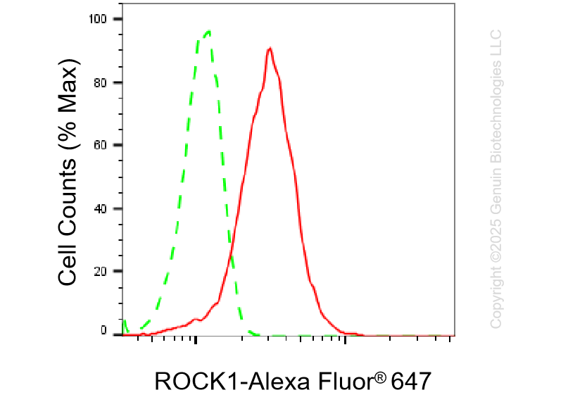 KD-Validated Anti-ROCK1 Rabbit Monoclonal Antibody ABG1418