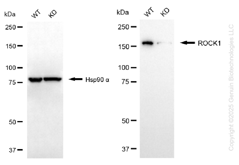 KD-Validated Anti-ROCK1 Rabbit Monoclonal Antibody ABG1418