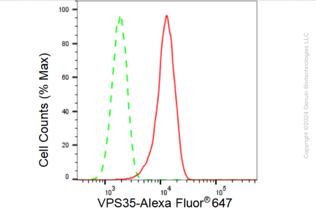 KD-Validated Anti-VPS35 Rabbit Monoclonal Antibody ABG1419