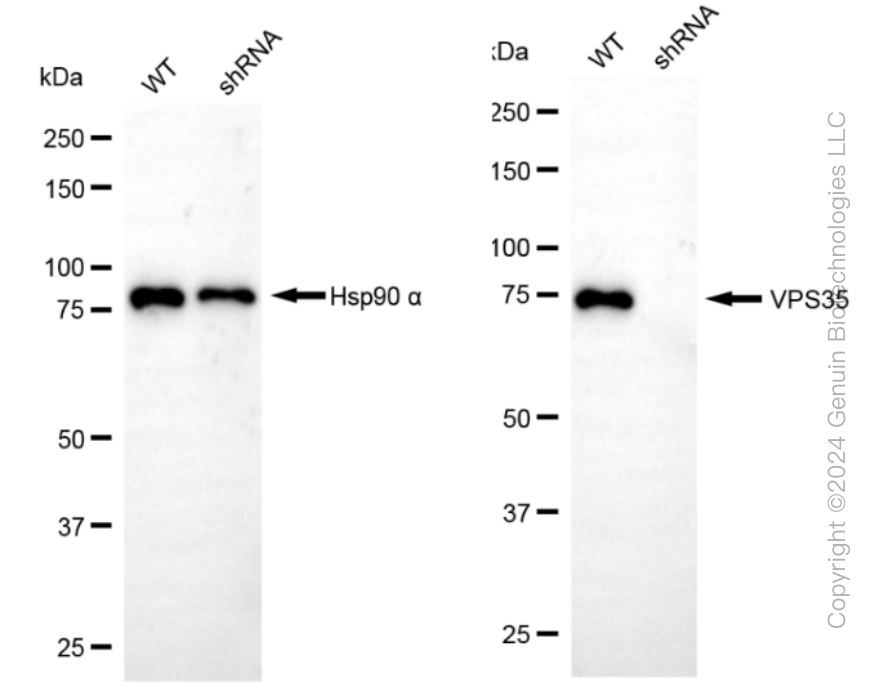 KD-Validated Anti-VPS35 Rabbit Monoclonal Antibody ABG1419