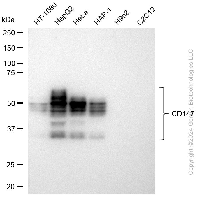 KD-Validated Anti-CD147 Rabbit Monoclonal Antibody ABG1420
