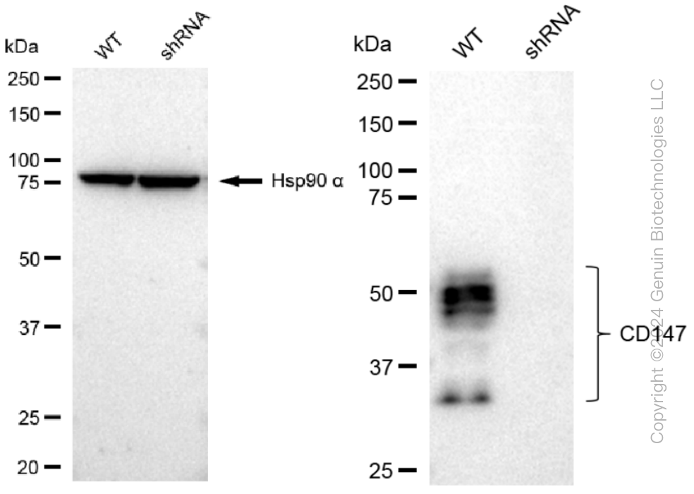 KD-Validated Anti-CD147 Rabbit Monoclonal Antibody ABG1420