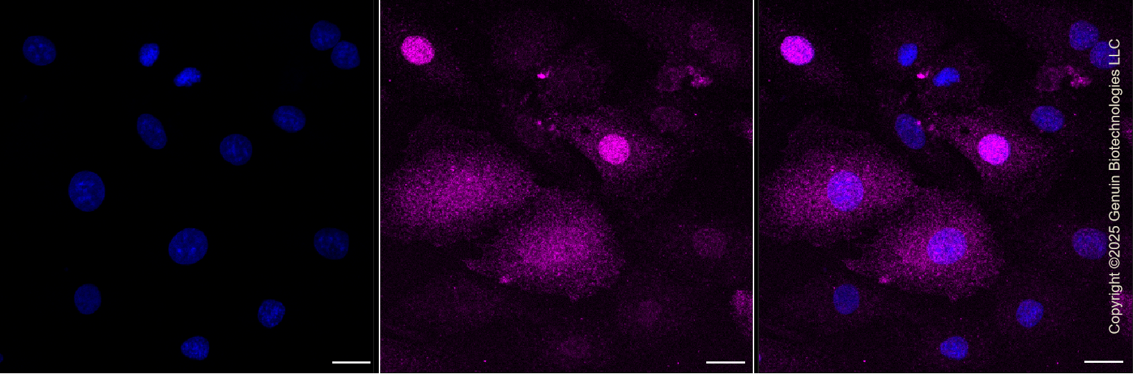 KD-Validated Anti-Geminin DNA Replication Inhibitor Rabbit Monoclonal Antibody ABG1421