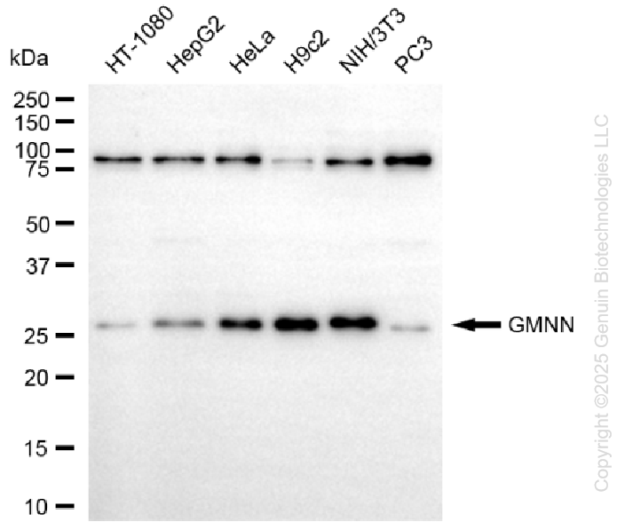 KD-Validated Anti-Geminin DNA Replication Inhibitor Rabbit Monoclonal Antibody ABG1421