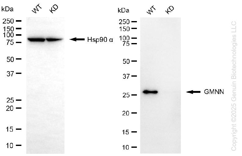 KD-Validated Anti-Geminin DNA Replication Inhibitor Rabbit Monoclonal Antibody ABG1421