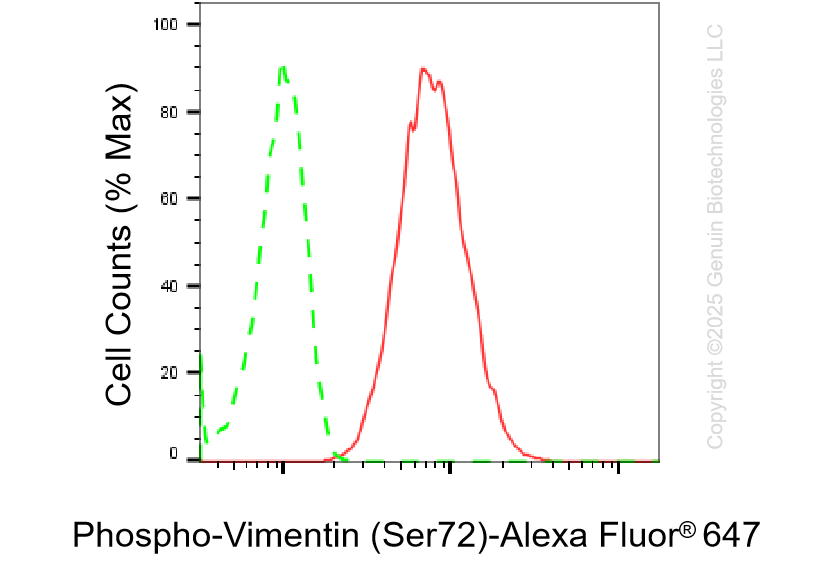 KD-Validated Anti-Phospho-Vimentin (Ser72) Rabbit Monoclonal Antibody ABG1422