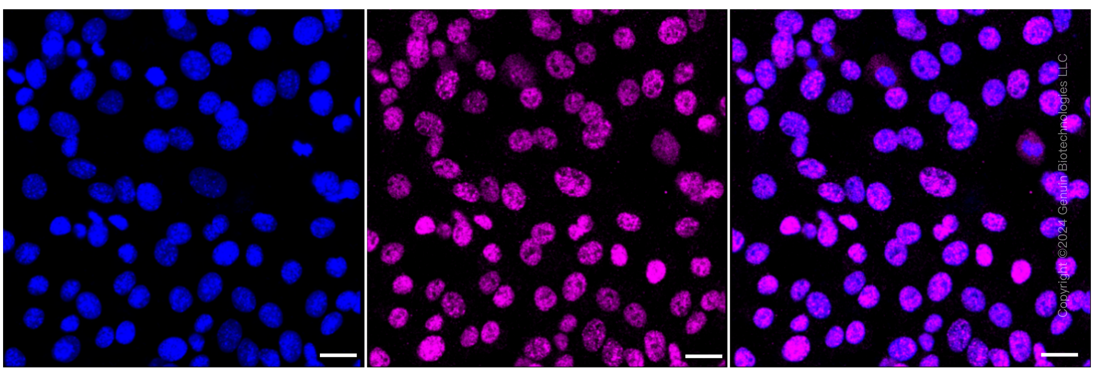 KD-Validated Anti-Zinc fingers and homeoboxes 2 Rabbit Monoclonal Antibody ABG1423