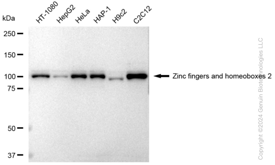 KD-Validated Anti-Zinc fingers and homeoboxes 2 Rabbit Monoclonal Antibody ABG1423