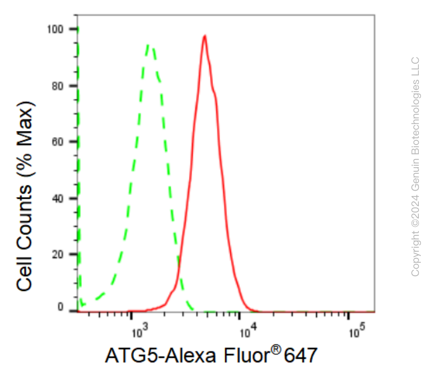 KD-Validated Anti-ATG5 Rabbit Monoclonal Antibody ABG1424
