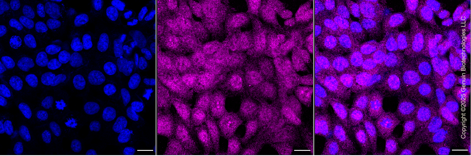 KD-Validated Anti-CDC34 Rabbit Monoclonal Antibody ABG1425