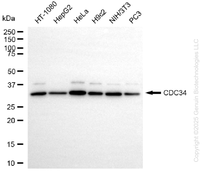 KD-Validated Anti-CDC34 Rabbit Monoclonal Antibody ABG1425