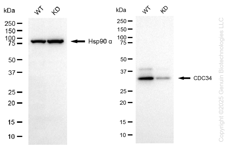KD-Validated Anti-CDC34 Rabbit Monoclonal Antibody ABG1425