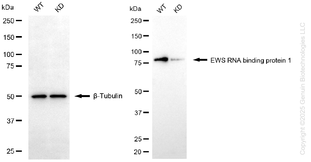 KD-Validated Anti-EWS RNA Binding Protein 1 Rabbit Monoclonal Antibody ABG1426