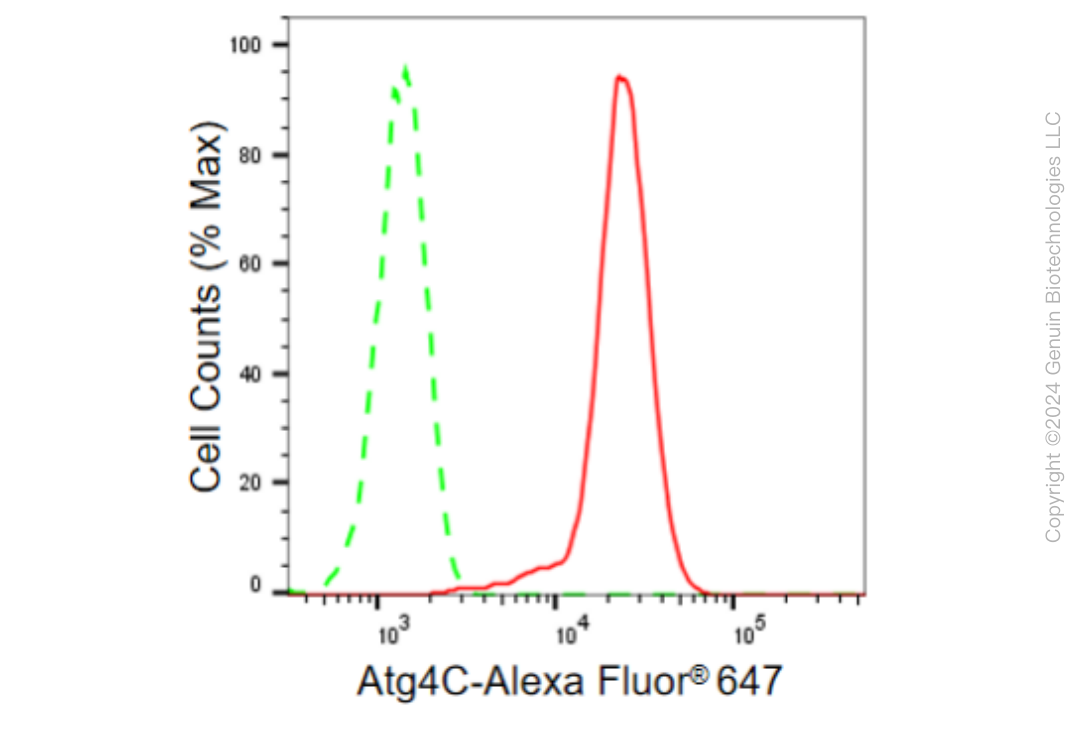 KD-Validated Anti-Atg4C Rabbit Monoclonal Antibody ABG1427