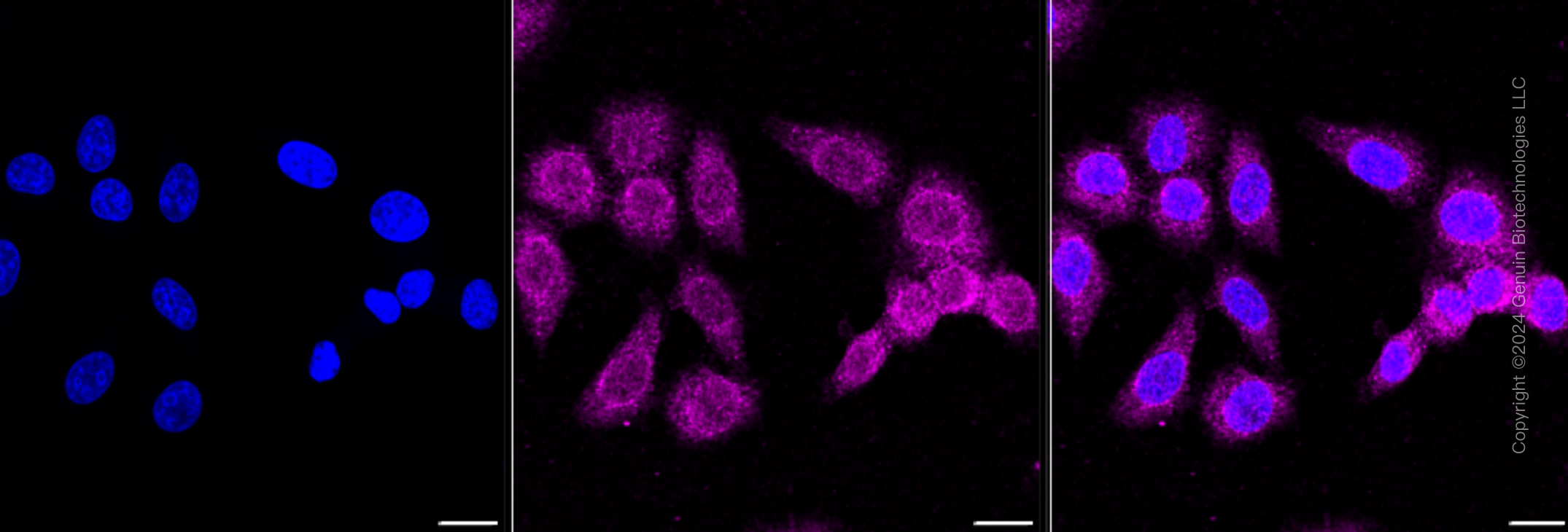 KD-Validated Anti-Atg4C Rabbit Monoclonal Antibody ABG1427