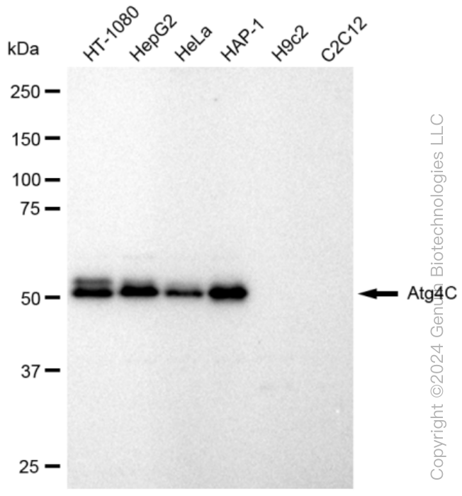 KD-Validated Anti-Atg4C Rabbit Monoclonal Antibody ABG1427