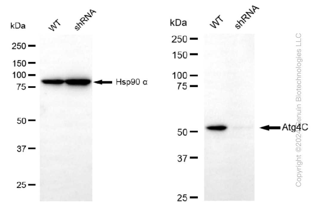 KD-Validated Anti-Atg4C Rabbit Monoclonal Antibody ABG1427