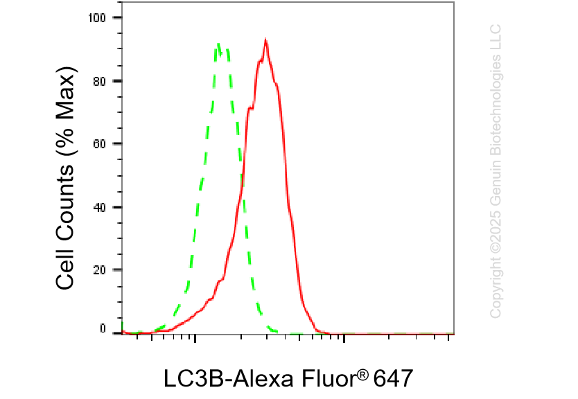 KD-Validated Anti-MAP1LC3B Rabbit Monoclonal Antibody ABG1428
