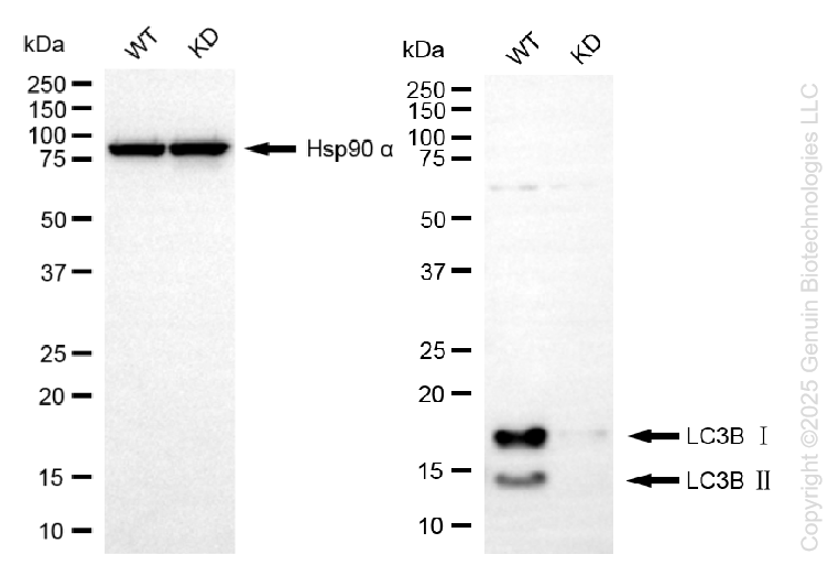 KD-Validated Anti-MAP1LC3B Rabbit Monoclonal Antibody ABG1428