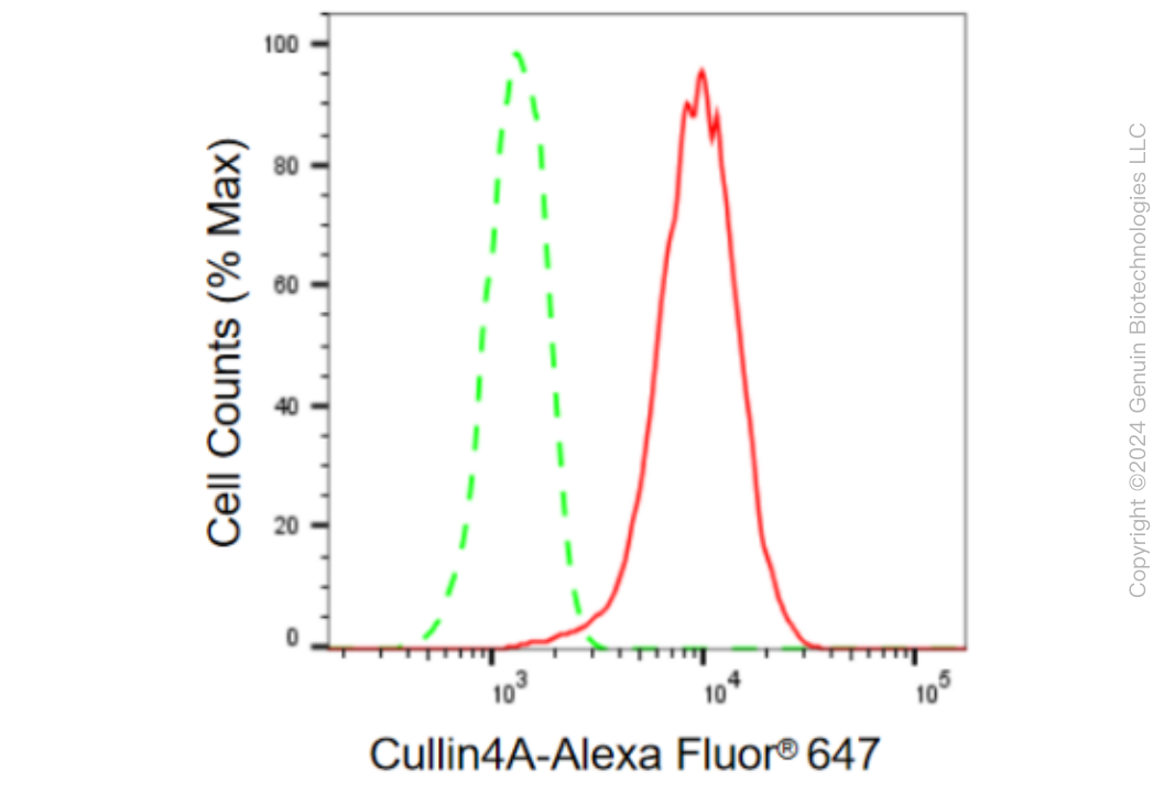 KD-Validated Anti-Cullin4A Rabbit Monoclonal Antibody ABG1429